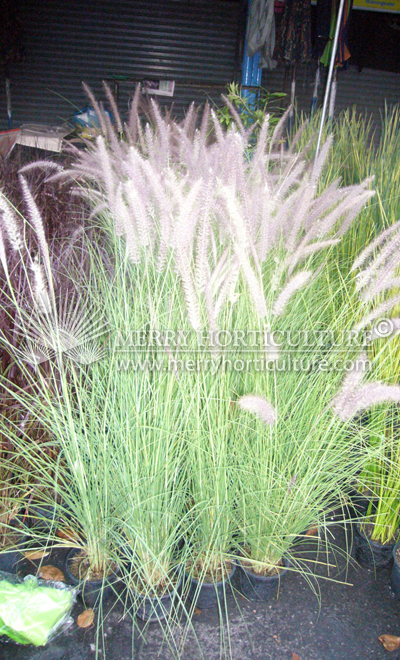 Pennisetum (Fountain grass)